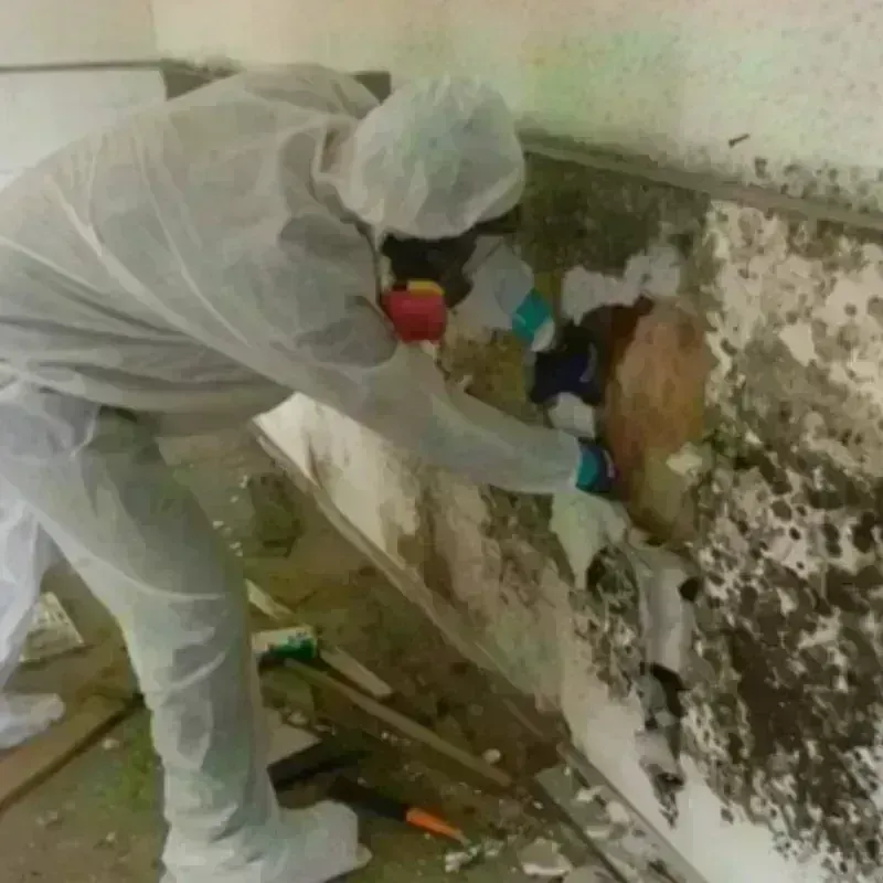 Mold Remediation and Removal in Madison, VA